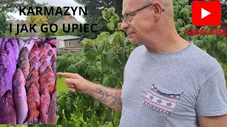 Karmazyn - ryba w innej odsłonie
